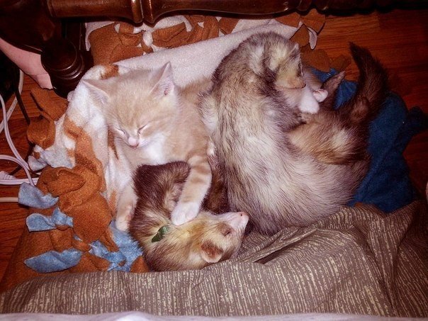 Нед – котенок, который дружит с хорьками. В июне Меллори Годе подобрала на улице маленького рыжего котенка и забрала его домой. Девушка очень переживала, что малыш не сможет ужиться с двумя другими ее питомцами – хорьками, и они будут его обижать. Но вышл