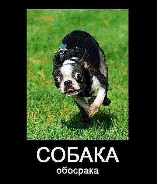 Собаки- улыбаки :) - 5