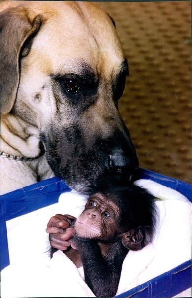 Примеры удивительной дружбы в животном мире - 7