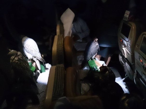 Перевозка охотничьих соколов по-арабски. У богатых свои причуды. К примеру, один арабский шейх (судя по всему) выкупил 12 мест рейса в Абу-Даби, которые заняли его охотничьи соколы. Как известно, когда птичкам надевают подобные шапочки, они ведут себя тиш