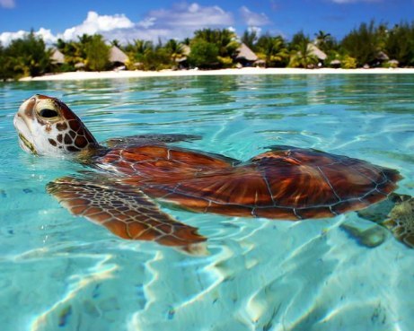 Бора-Бора - 6