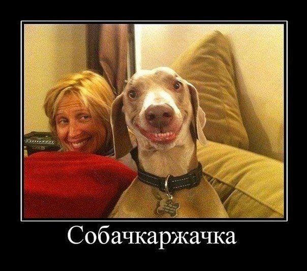 Собаки- улыбаки :) - 9