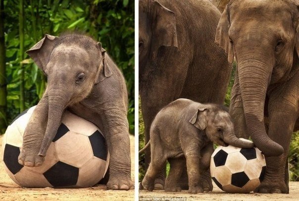 10 животных ставших интернет-сенсацией - 9