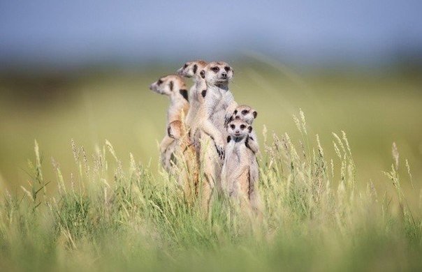 В начале 2014 года британский фотограф Уилл Беррард-Лукас отправился в Ботсвану, чтобы поснимать самых харизматичных существ в Африке — сурикатов! Эти чудесные создание не только произвели огромное впечатления на него, но и стали настоящими друзьями