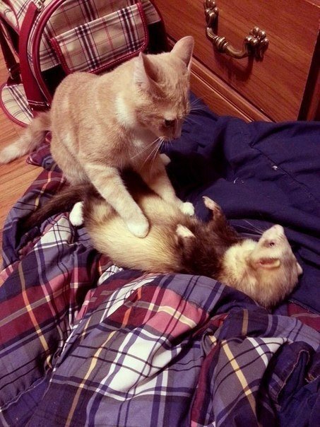 Нед – котенок, который дружит с хорьками. В июне Меллори Годе подобрала на улице маленького рыжего котенка и забрала его домой. Девушка очень переживала, что малыш не сможет ужиться с двумя другими ее питомцами – хорьками, и они будут его обижать. Но вышл - 5