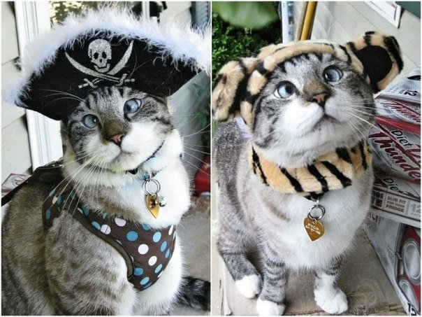 10 животных ставших интернет-сенсацией - 6