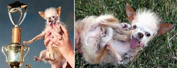 10 животных ставших интернет-сенсацией - 7