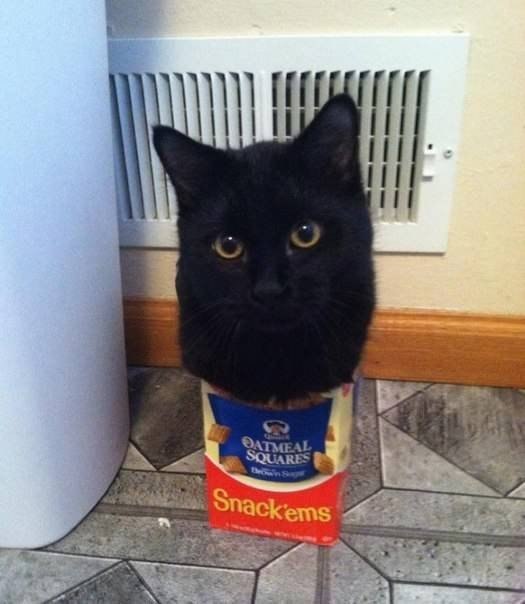 О вечной любви кошек и коробок  ❤ - 7