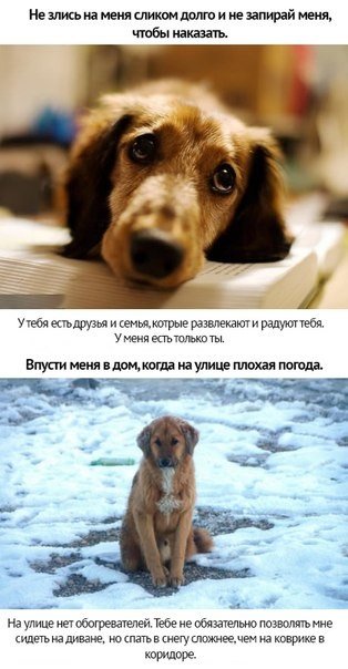 Любите своих животных - 8