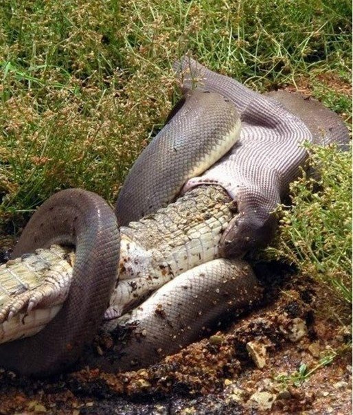 Смертельная схватка хищников: питон против крокодила. На озере Мундарра в Австралии люди с ужасом наблюдали, как трехметровый питон сначала удавил, а затем проглотил крокодила - 3