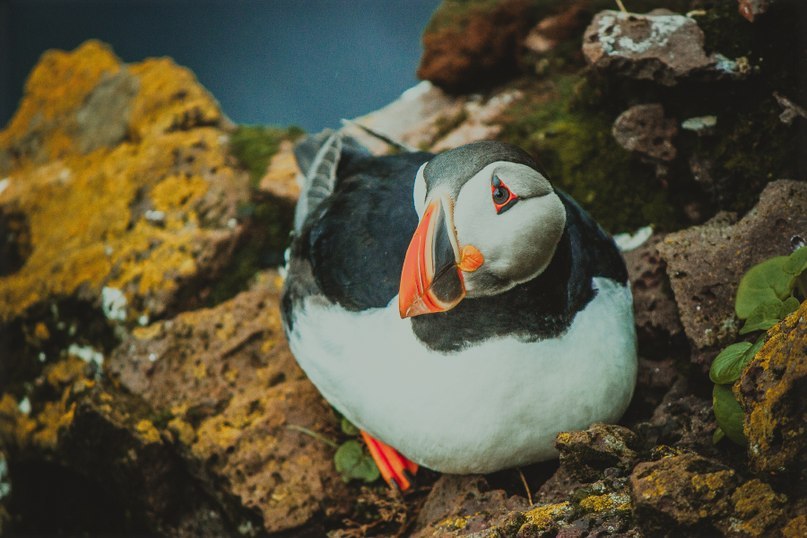 Бесконечно прекрасная Исландия - 8