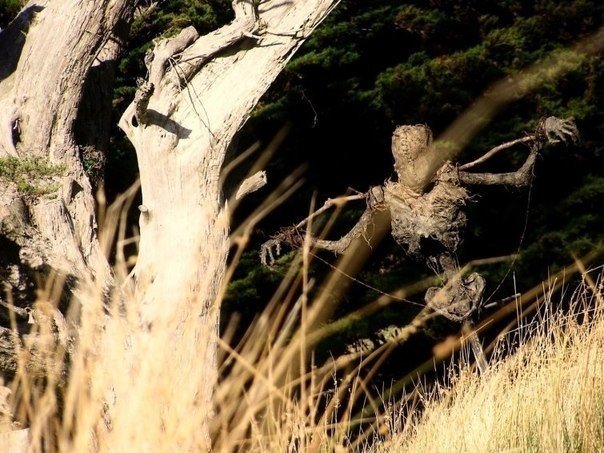 Адское пугало, способное напугать кого угодно. В новой Зеландии живёт талантливый 17-летний парень по имени Теодор Холмстэд-Скотт (Theodore Holmstead-Scott),который увлекается всем, что связано с Хэллоуином, любит мрачные инсталляции и сам же их создает, - 1