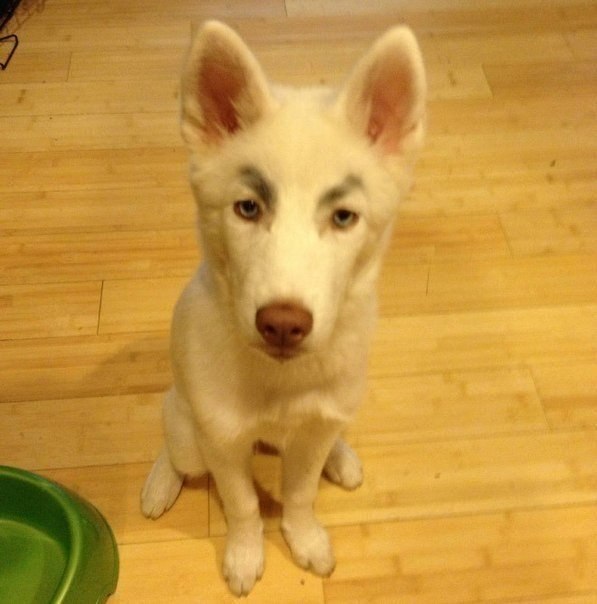 Что было бы, если бы у собак были брови? - 5