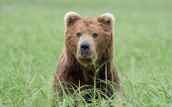 Животный мир Камчатки в фотографиях Игоря Шпиленока - 4