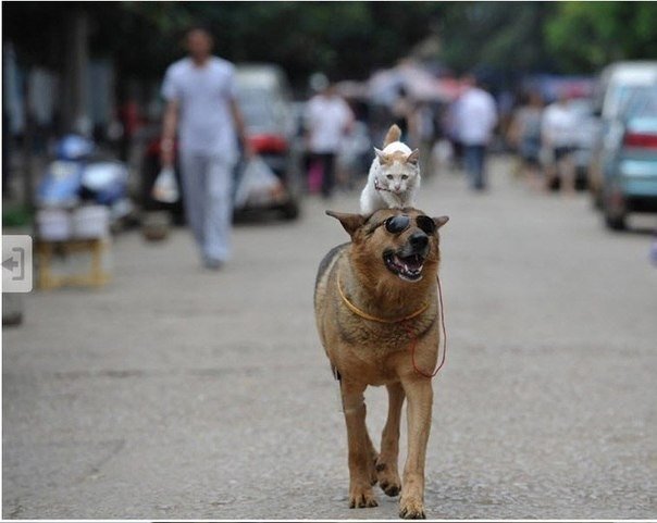 Просто кот, катающийся верхом на собаке в очках, у которой есть мобильный телефон