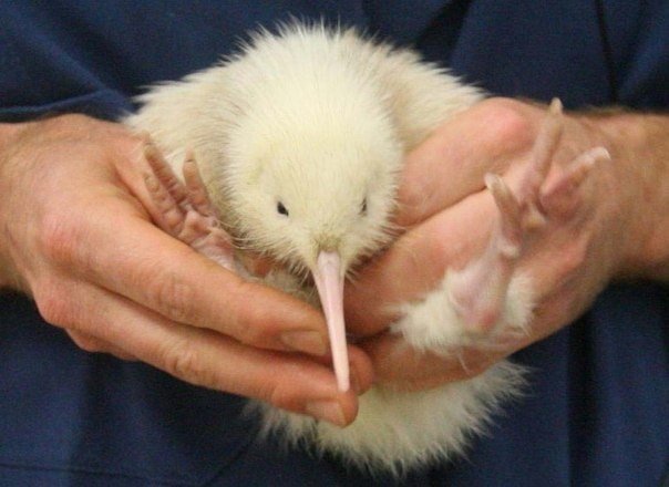 Белые киви - чрезвычайно редкое явление. Обычно цвет перьев киви варьируется от серовато-коричневого до светло-бурого. Выжить в дикой природе слишком заметная особь киви белого цвета вряд ли сумеет - 3