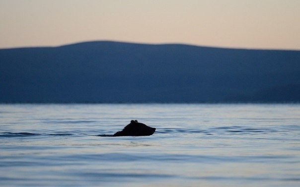 Животный мир Камчатки в фотографиях Игоря Шпиленока - 2