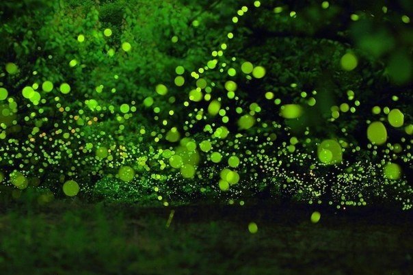 Танцы лесных светлячков в Японии - 4