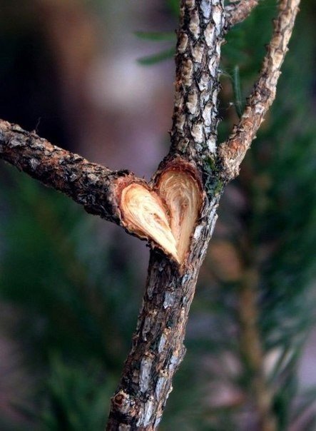 Весь мир дышит любовью - 5