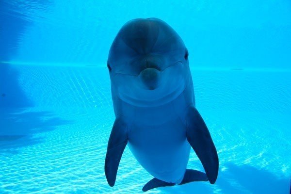 Знакомство тигренка и дельфина