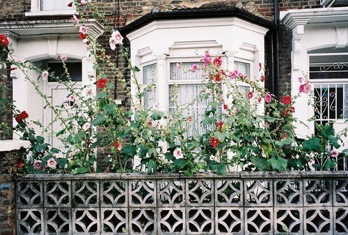 The picturesque and quiet streets of London - 7