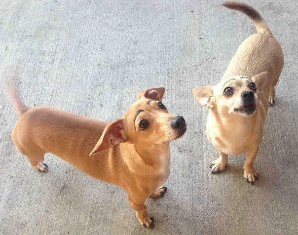 Что было бы, если бы у собак были брови?