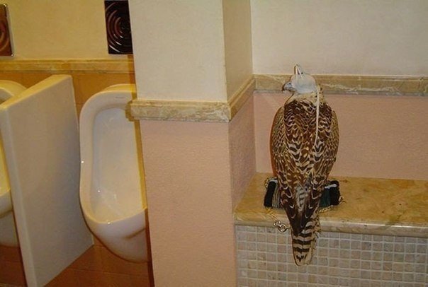 Такое возможно только в Дубае - 5