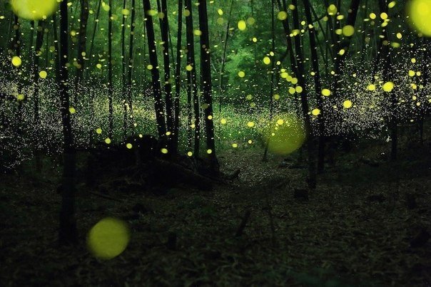 Танцы лесных светлячков в Японии - 5
