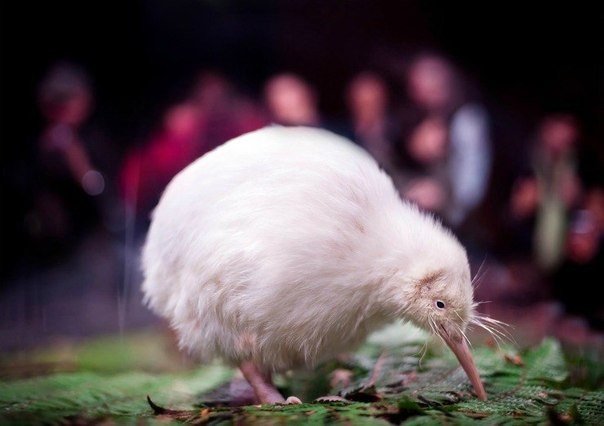 Белые киви - чрезвычайно редкое явление. Обычно цвет перьев киви варьируется от серовато-коричневого до светло-бурого. Выжить в дикой природе слишком заметная особь киви белого цвета вряд ли сумеет - 7