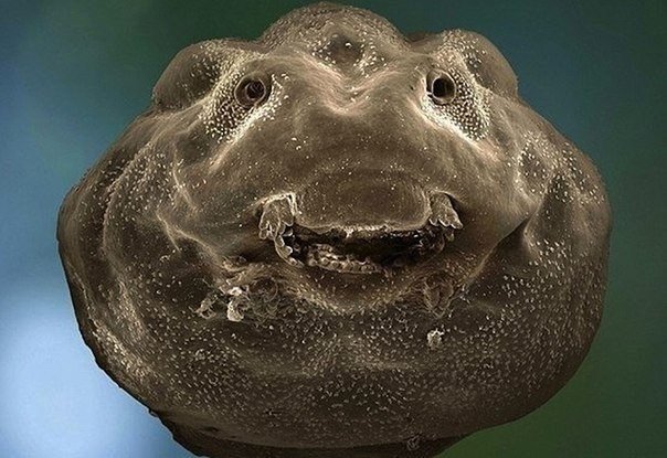 Tadpole under the microscope