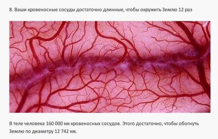 Интересные факты о разном. Часть 1 - 8