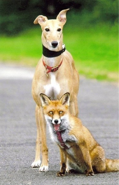 Примеры удивительной дружбы в животном мире - 9