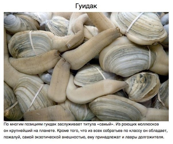 Животные, о которых вам не рассказывали.. В морских глубинах, лесах Мадагаскара и африканских саваннах обитают животные весьма экзотической внешности. Над созданием этих зверюшек потрудился мастер, которому не нужен фотошоп, — сама природа