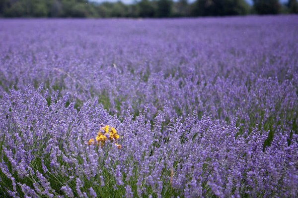 Лавандовые поля Прованса - 6