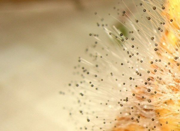 Удивительный мир плесени в макрофотографиях - 6