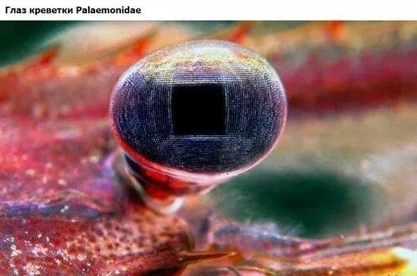 Подборка изображений, которые вас удивят - 4