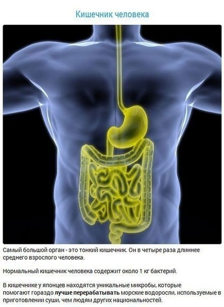 10 наиболее интересных фактов о наших внутренних органах - 5