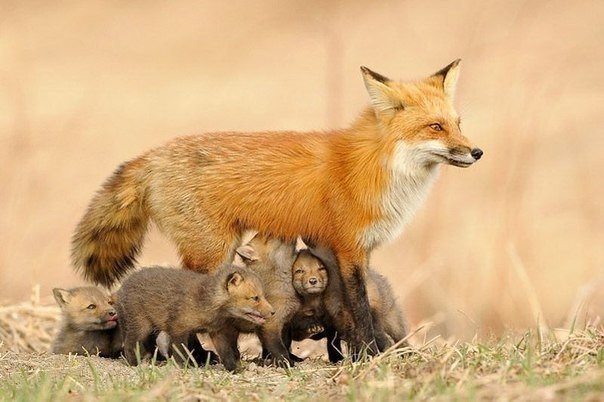 Берегите природу - 8