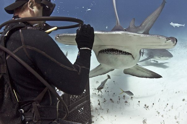 Хочешь узнать больше о подводном мире?<br>Уверен, что знаешь, кто из его обитателей опасен, а кто совсем ручной!? <br>Знаешь, что если перевернуть акулу она впадает в транс ?<br>ПОДПИШИСЬ И ТЫ ОТКРОЕШЬ ДЛЯ СЕБЯ МНОГО УДИВИТЕЛЬНОГО!. Дайвинг и другой мир -