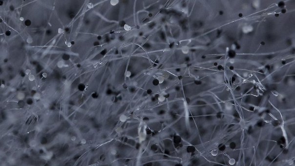 Удивительный мир плесени в макрофотографиях - 7