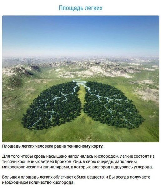 10 наиболее интересных фактов о наших внутренних органах