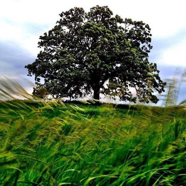 Серия снимков из жизни старого дуба от фотографа Марка Хирша - 7