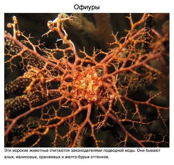 Животные, о которых вам не рассказывали.. В морских глубинах, лесах Мадагаскара и африканских саваннах обитают животные весьма экзотической внешности. Над созданием этих зверюшек потрудился мастер, которому не нужен фотошоп, — сама природа - 8