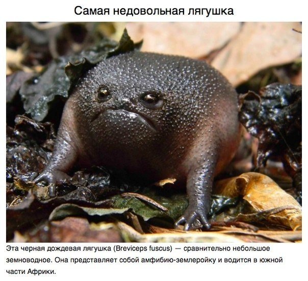 Животные, о которых вам не рассказывали.. В морских глубинах, лесах Мадагаскара и африканских саваннах обитают животные весьма экзотической внешности. Над созданием этих зверюшек потрудился мастер, которому не нужен фотошоп, — сама природа - 7