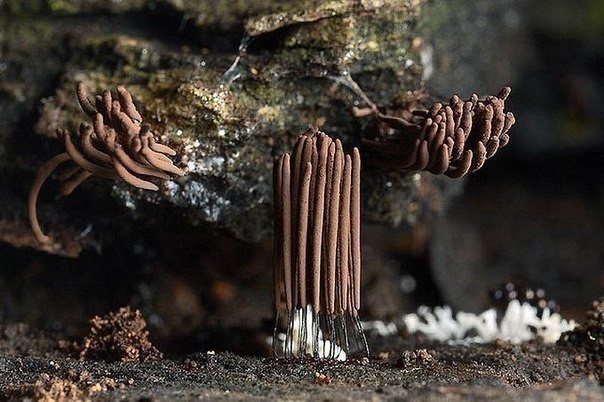 Удивительный мир плесени в макрофотографиях - 5