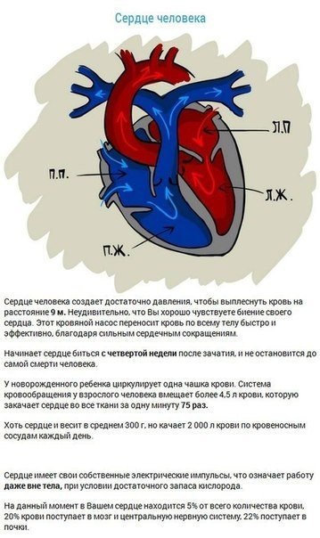 10 наиболее интересных фактов о наших внутренних органах - 7