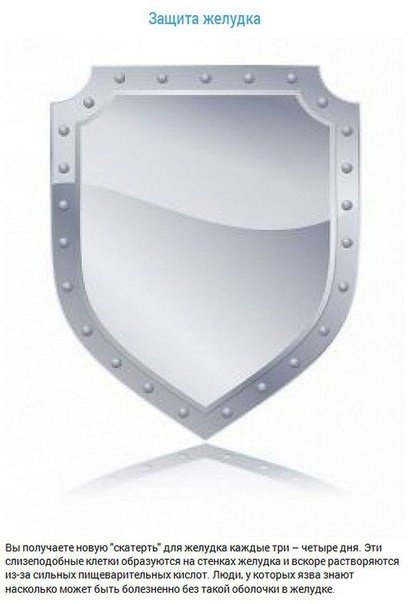 10 наиболее интересных фактов о наших внутренних органах - 8