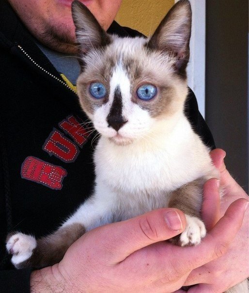 Очі кота, якого вперше винесли на вулицю