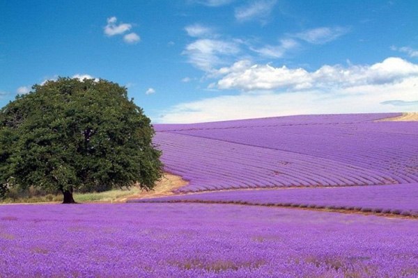Лавандовые поля Прованса