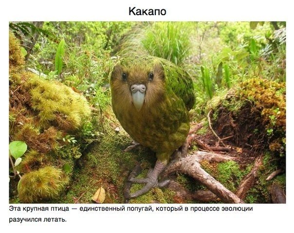 Животные, о которых вам не рассказывали.. В морских глубинах, лесах Мадагаскара и африканских саваннах обитают животные весьма экзотической внешности. Над созданием этих зверюшек потрудился мастер, которому не нужен фотошоп, — сама природа - 6